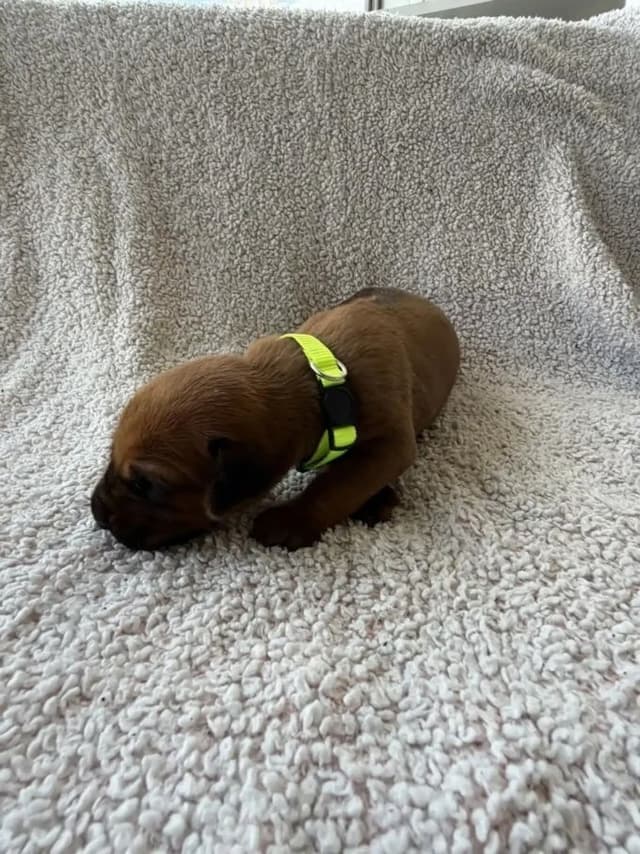 Rhodesian Ridgeback Puppies media 17