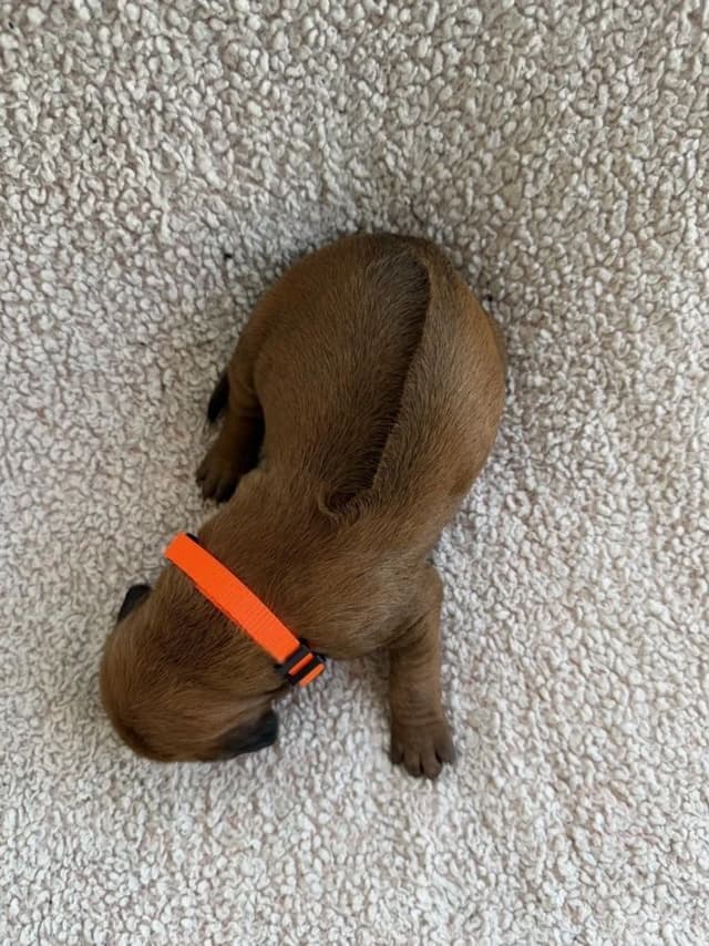 Rhodesian Ridgeback Puppies media 18