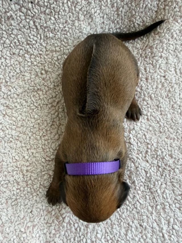 Rhodesian Ridgeback Puppies media 19