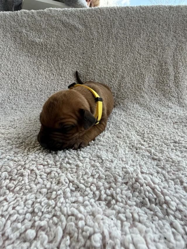 Rhodesian Ridgeback Puppies media 20