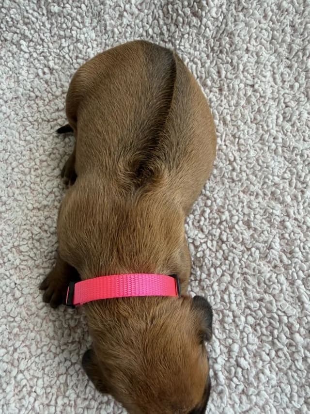 Rhodesian Ridgeback Puppies media 21