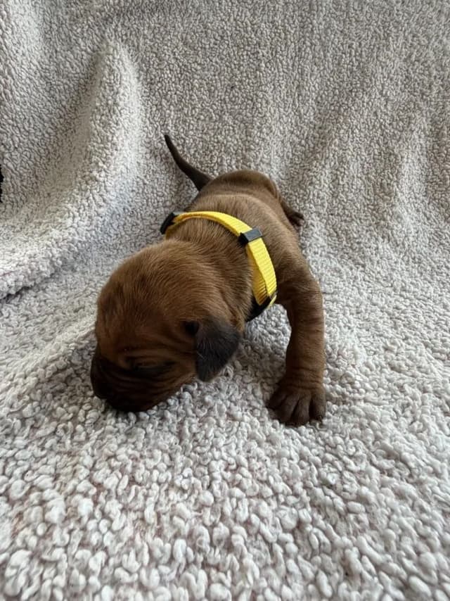 Rhodesian Ridgeback Puppies media 22