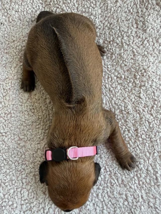 Rhodesian Ridgeback Puppies media 23