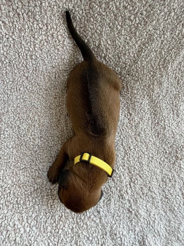 Rhodesian Ridgeback Puppies media 26