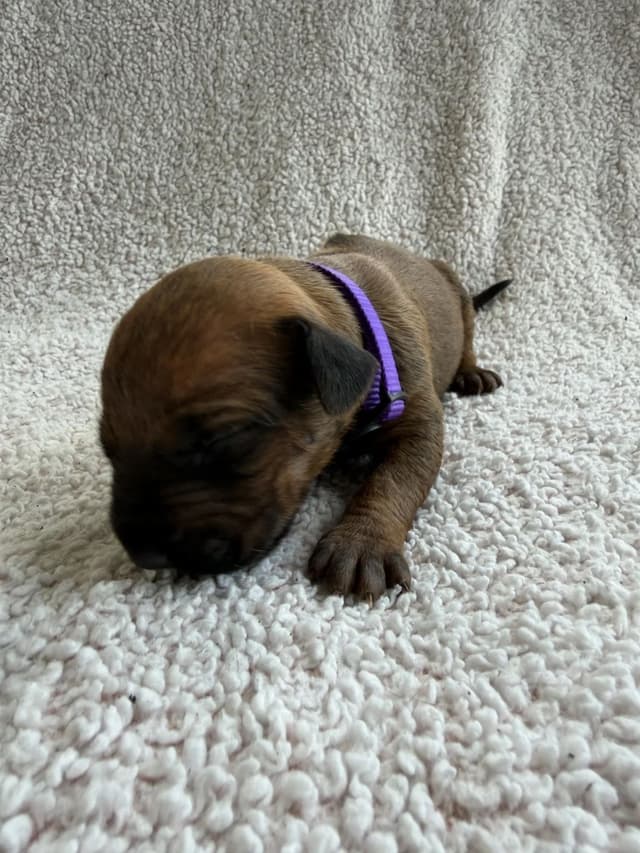 Rhodesian Ridgeback Puppies media 27