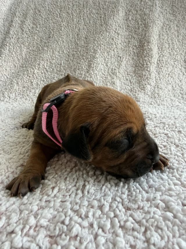 Rhodesian Ridgeback Puppies media 28