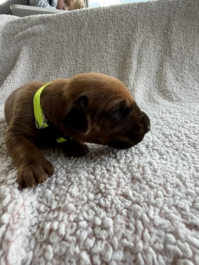 Rhodesian Ridgeback Puppies media 29