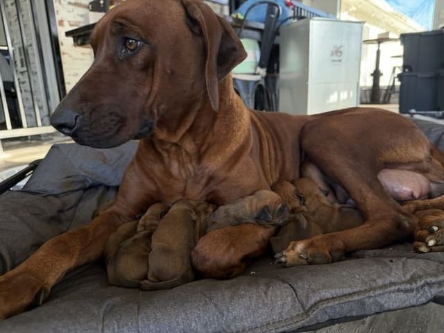 Rhodesian Ridgeback Puppies media 30