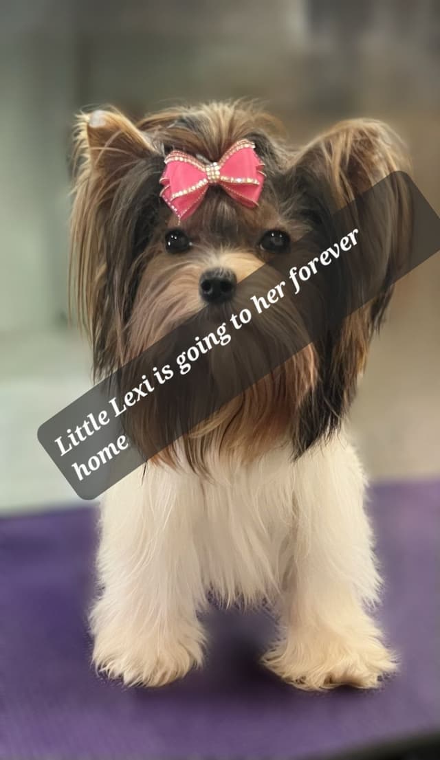 Biewer Terrier Puppies media 3
