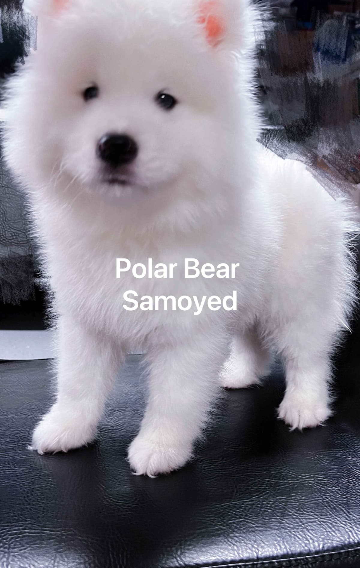 Samoyed Puppies breeder image 4