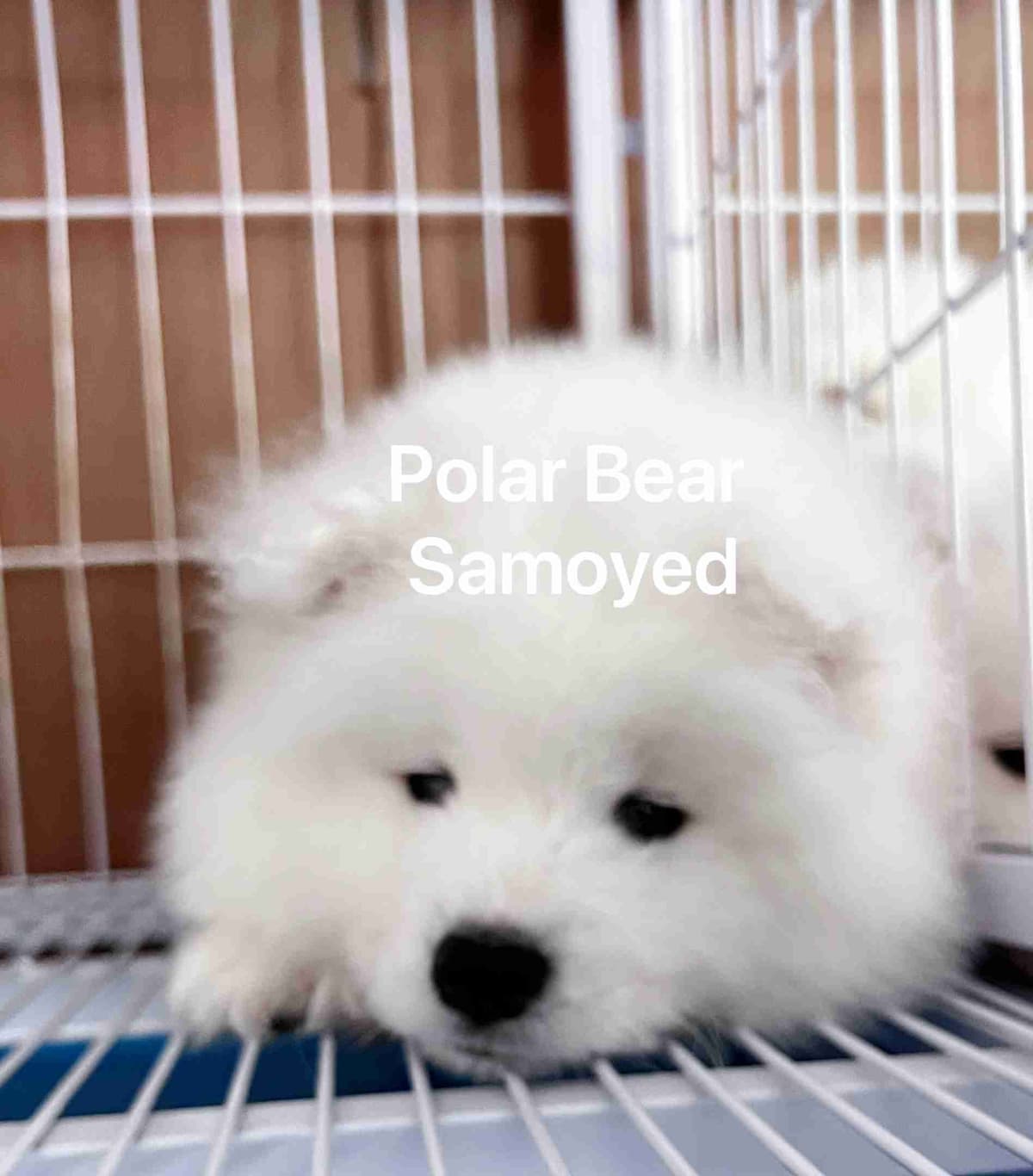 Samoyed Puppies breeder image 5