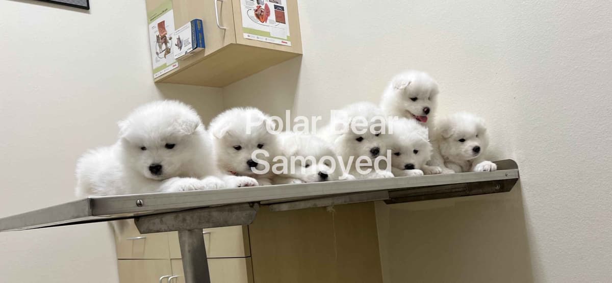 Samoyed Puppies breeder image 7