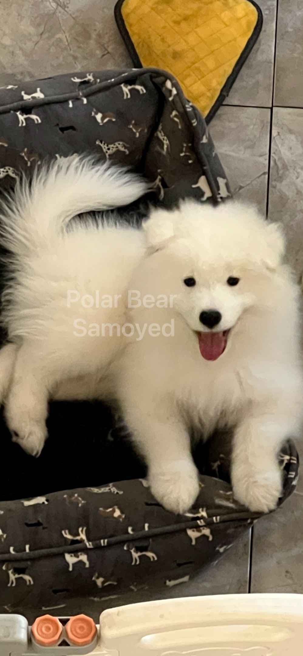 Samoyed Puppies breeder image 8