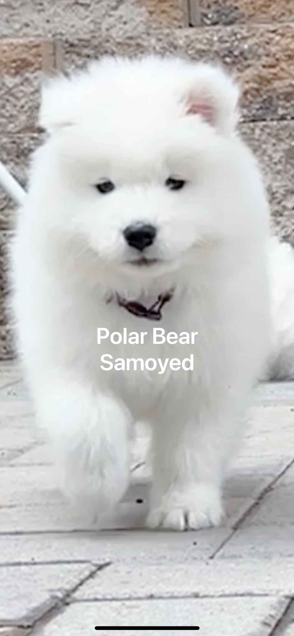 Samoyed Puppies breeder image 3