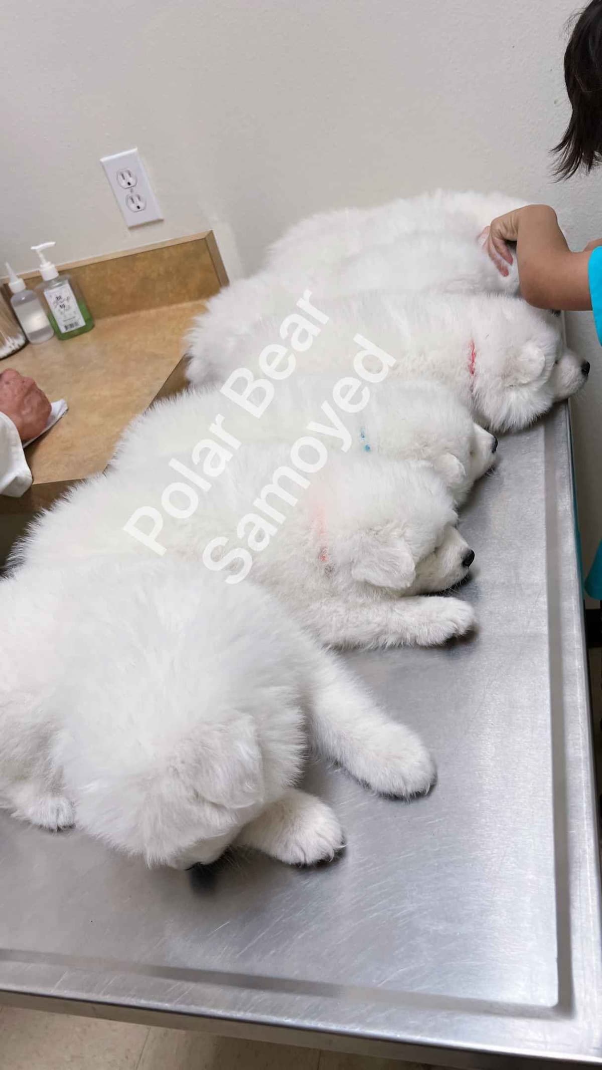 Samoyed Puppies breeder image 9