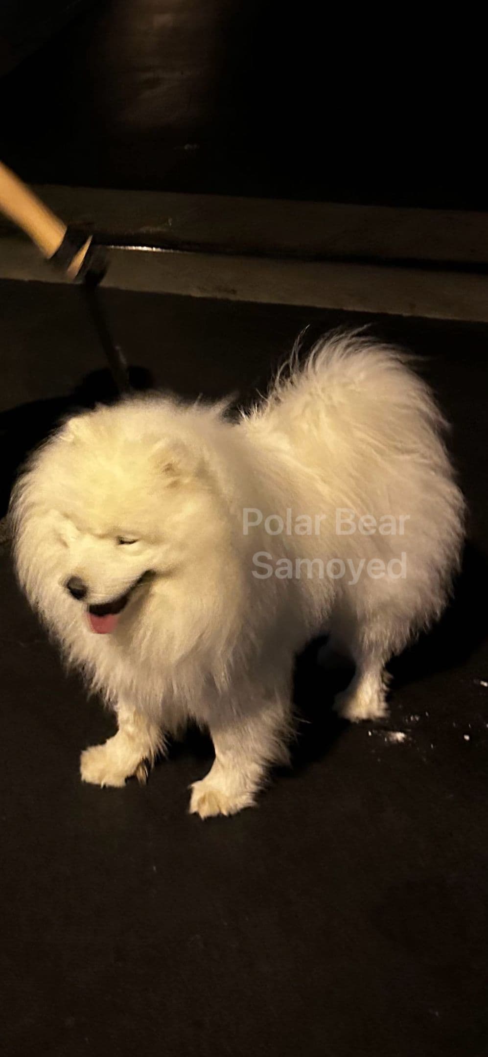 Samoyed Puppies breeder image 10