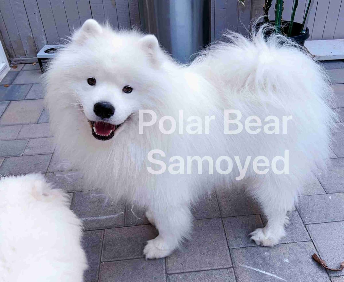 Samoyed Puppies breeder image 11