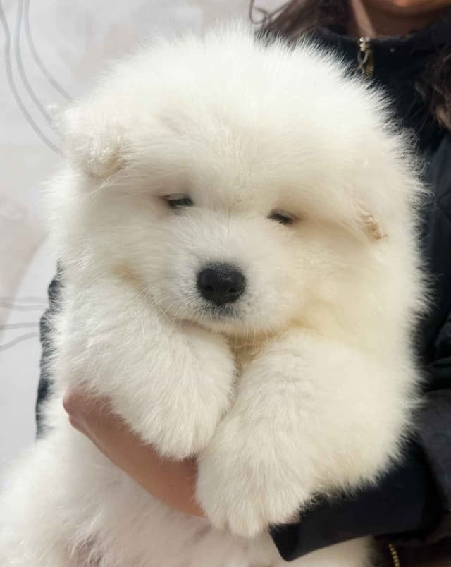 Samoyed Puppies media 2