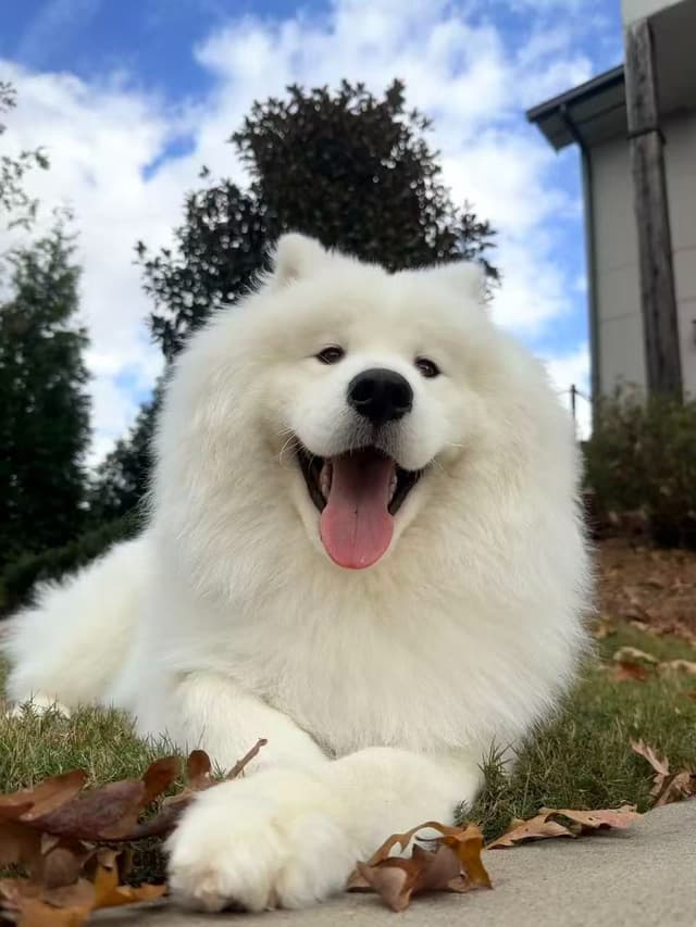 Samoyed Puppies media 4