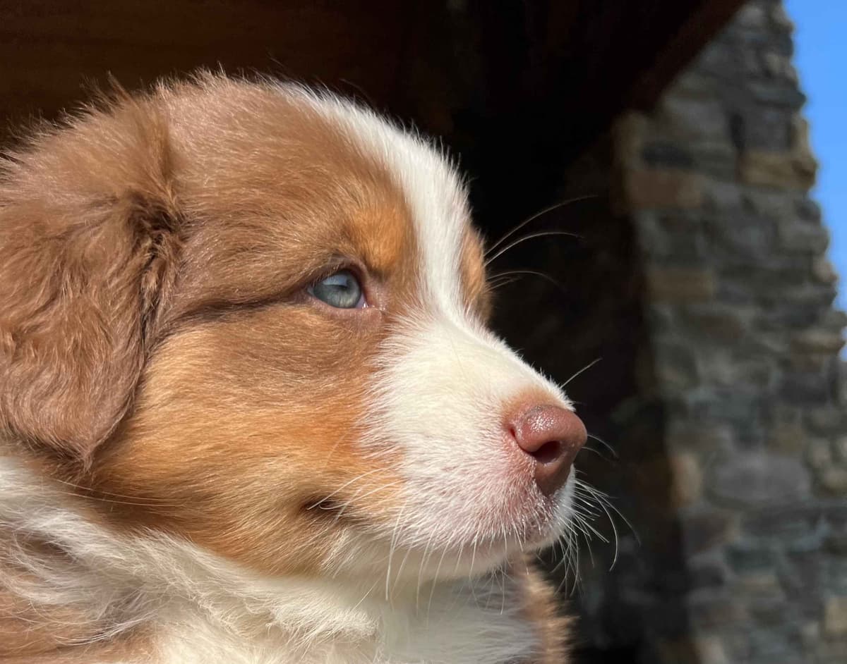 Australian Shepherd Puppies breeder image 14