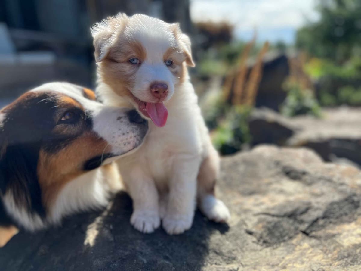Australian Shepherd Puppies breeder image 17