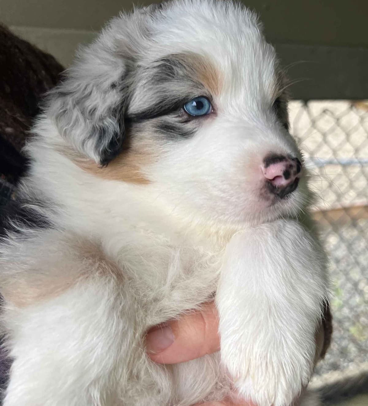 Australian Shepherd Puppies breeder image 15