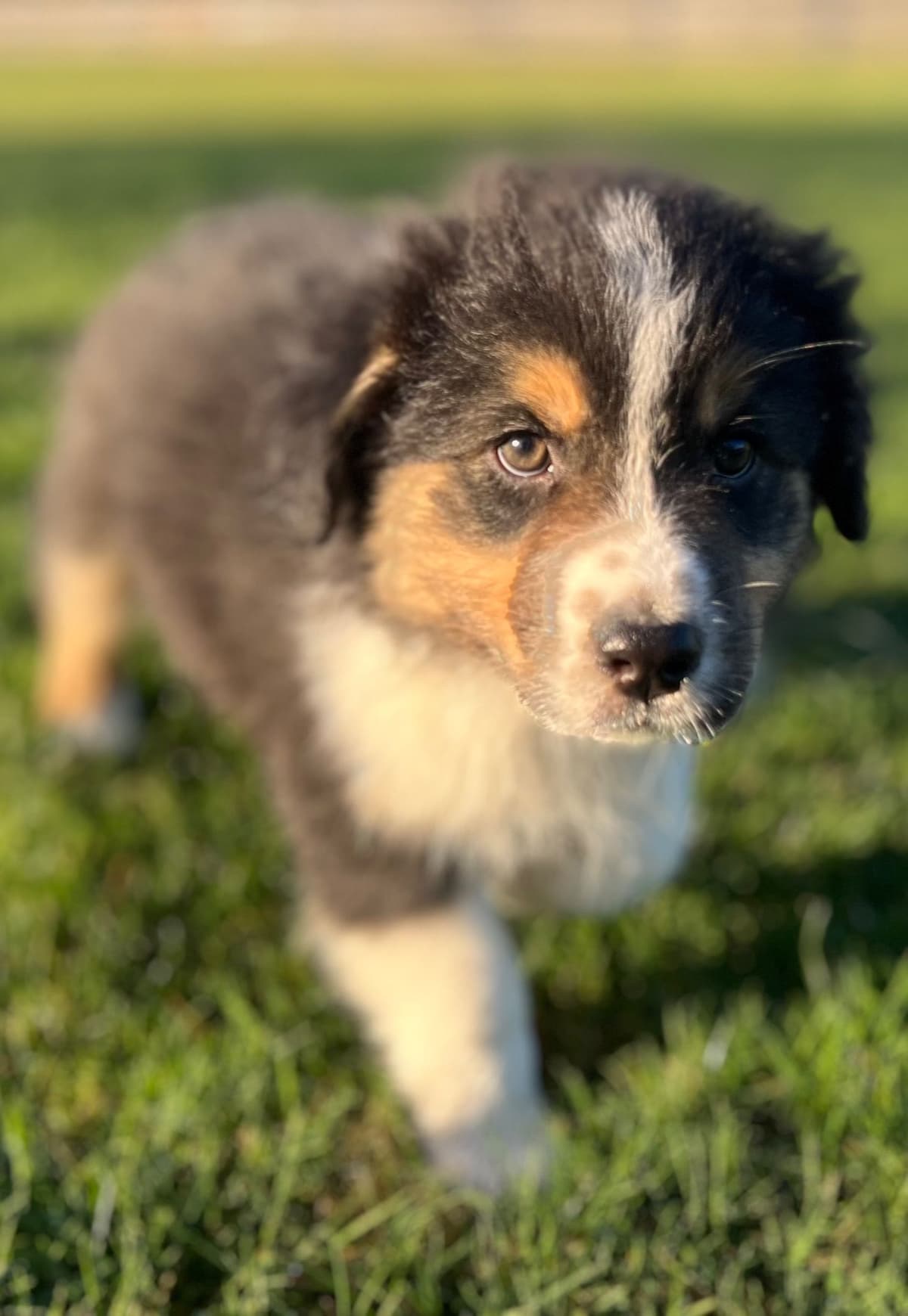 Australian Shepherd Puppies breeder image 13