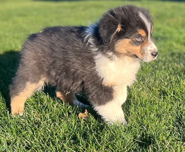 Australian Shepherd Puppies media 2