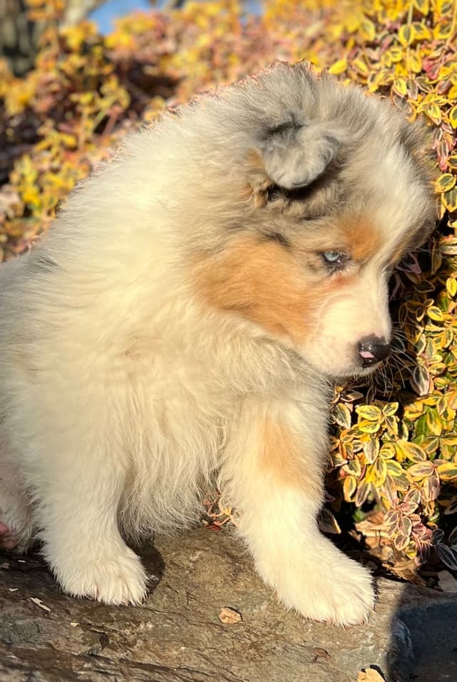 Australian Shepherd Puppies media 3