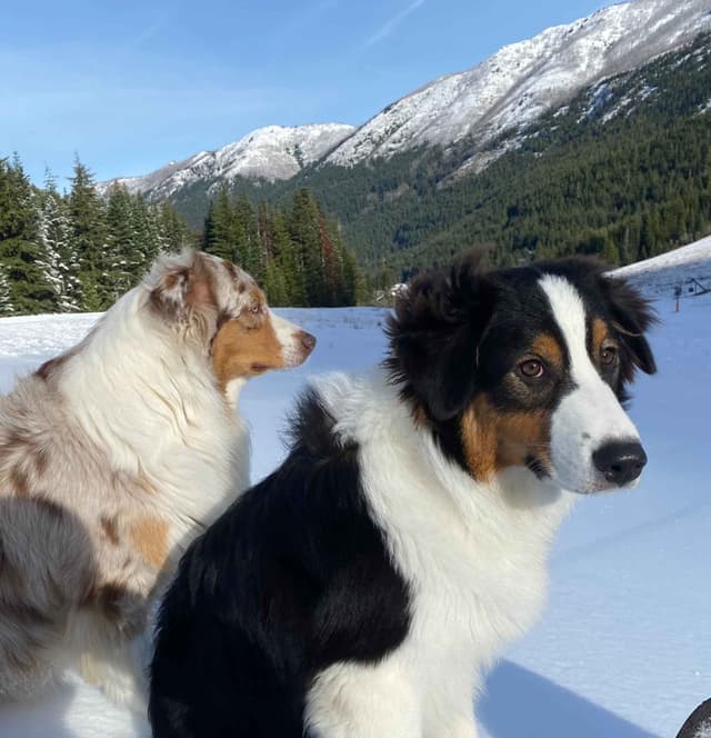 Australian Shepherd Puppies media 4