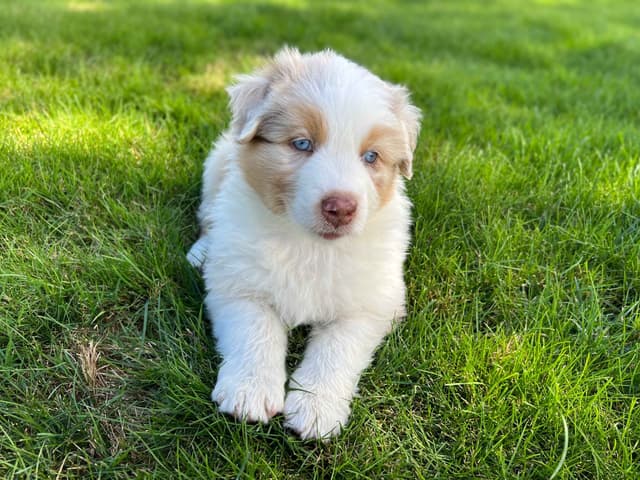 Australian Shepherd Puppies media 5