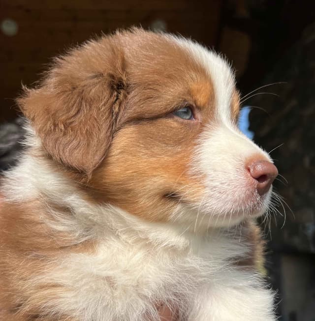 Australian Shepherd Puppies media 6