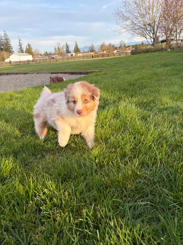 Australian Shepherd Puppies media 7