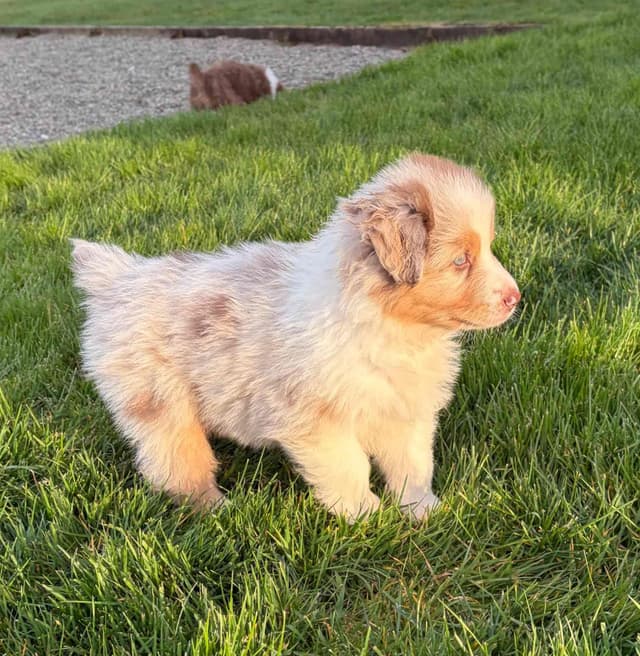 Australian Shepherd Puppies media 9
