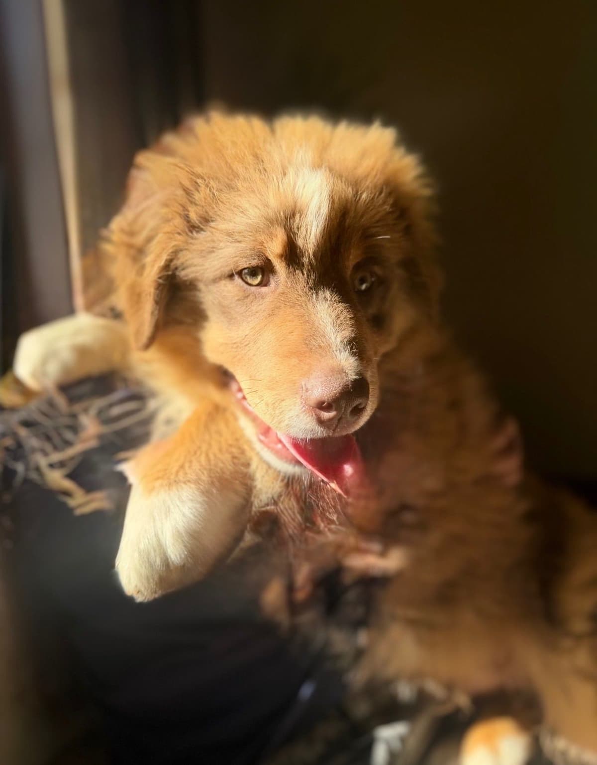 Australian Shepherd Puppies breeder image 4
