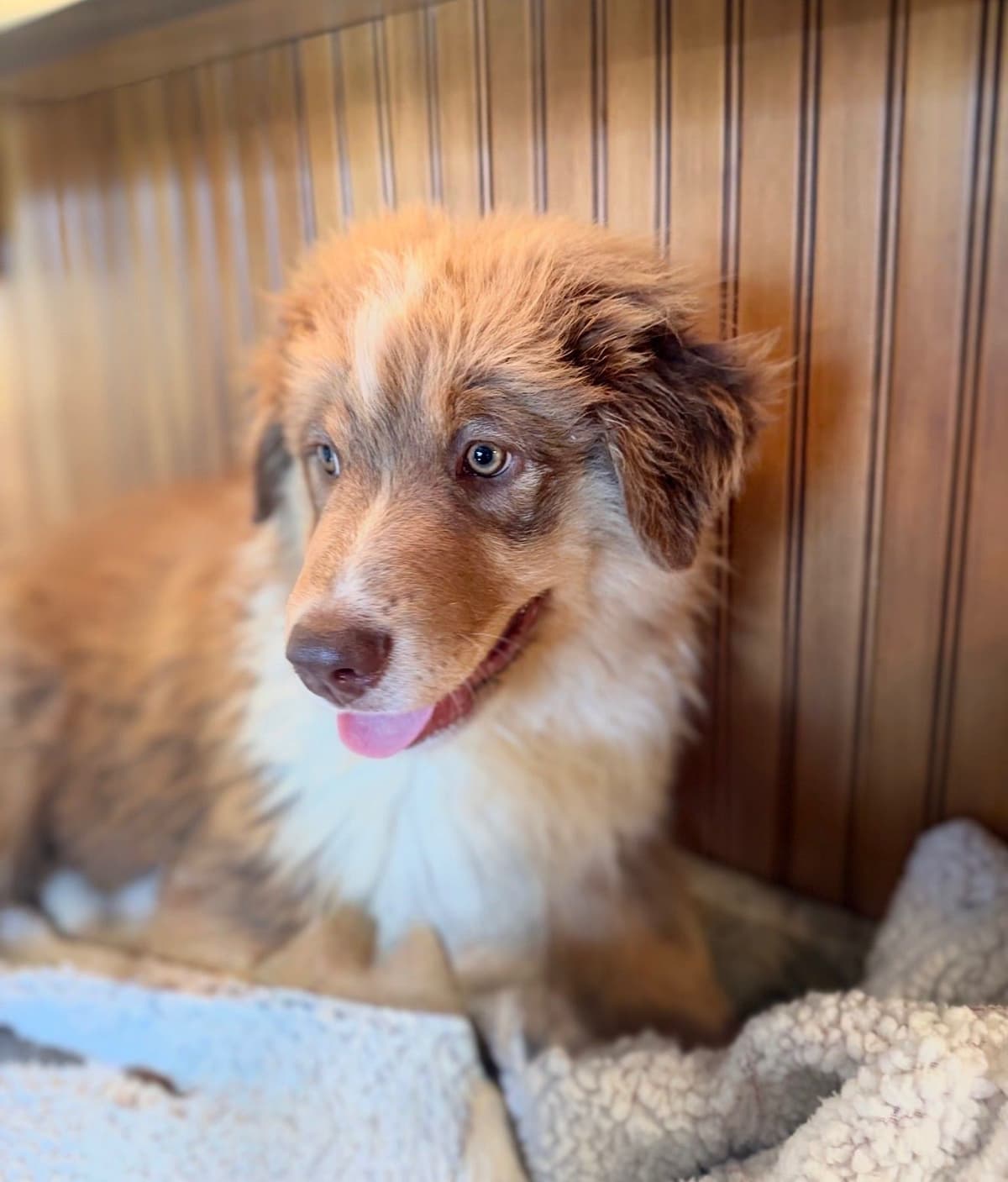 Australian Shepherd Puppies breeder image 3
