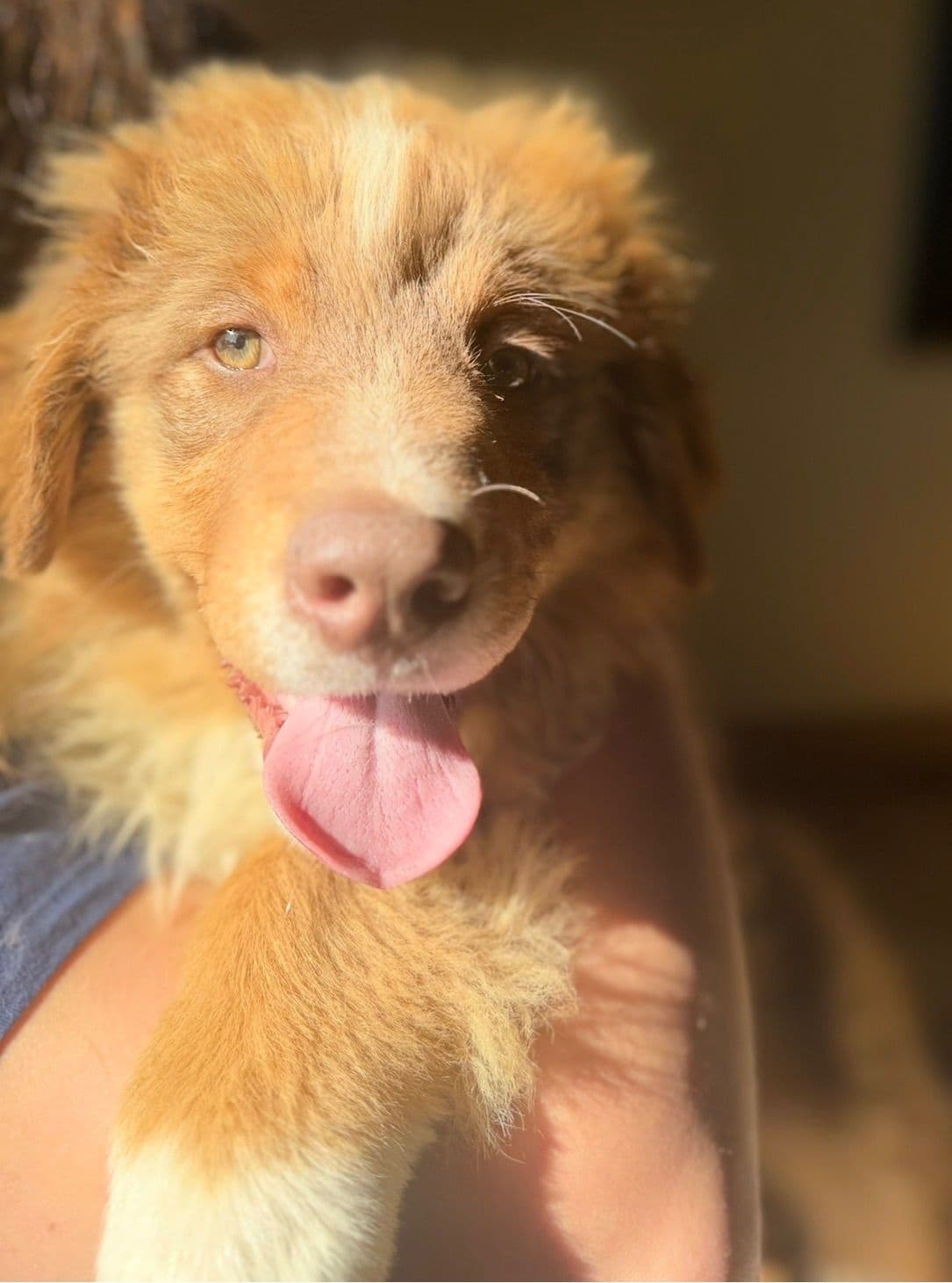 Australian Shepherd Puppies breeder image 6