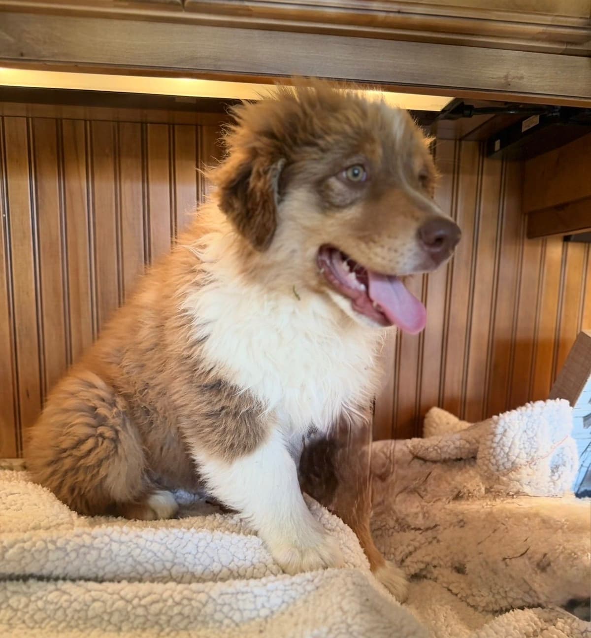 Australian Shepherd Puppies breeder image 5