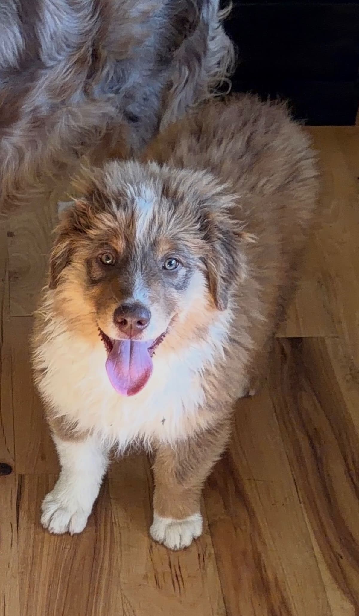 Australian Shepherd Puppies breeder image 7
