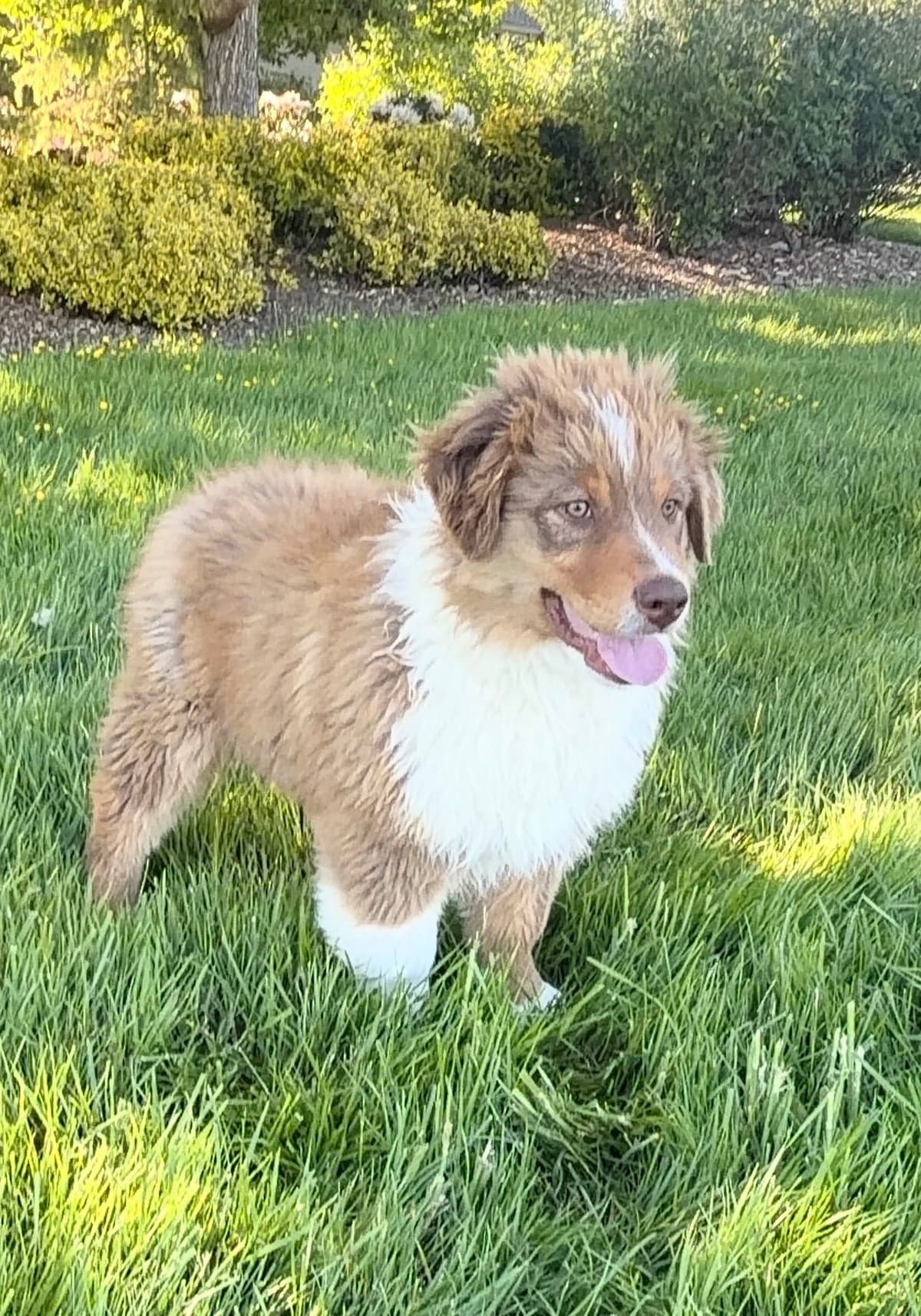 Australian Shepherd Puppies breeder image 1