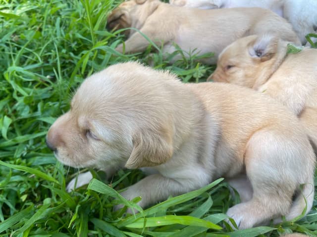 Labrador Retriever Puppies media 4