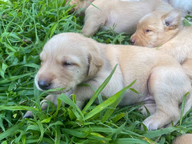 Labrador Retriever Puppies media 5