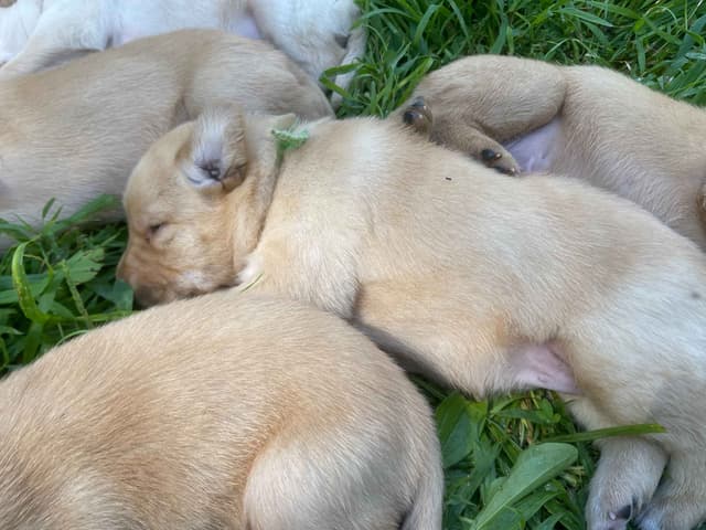 Labrador Retriever Puppies media 6