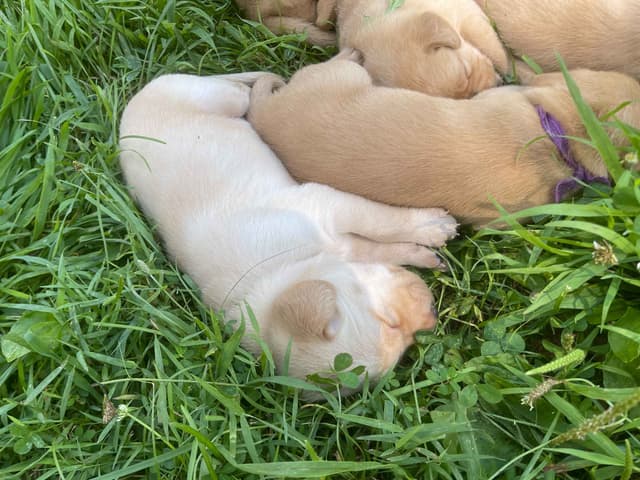 Labrador Retriever Puppies media 7
