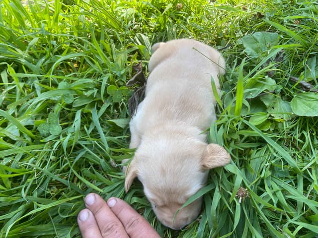 Labrador Retriever Puppies media 8