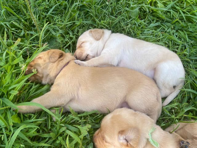 Labrador Retriever Puppies media 9