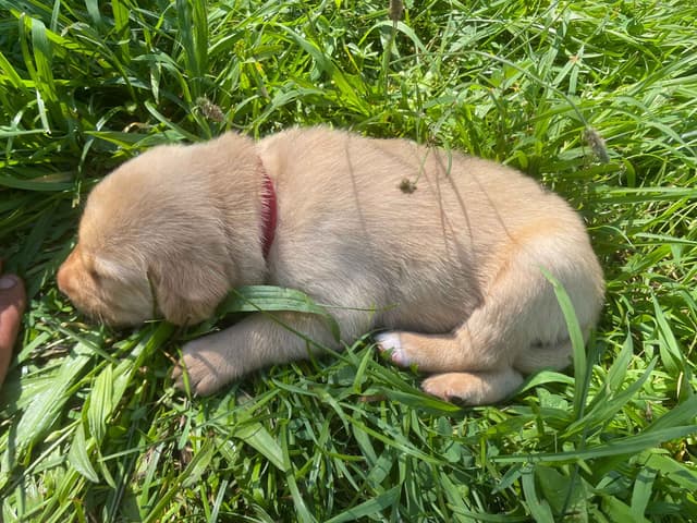 Labrador Retriever Puppies media 10
