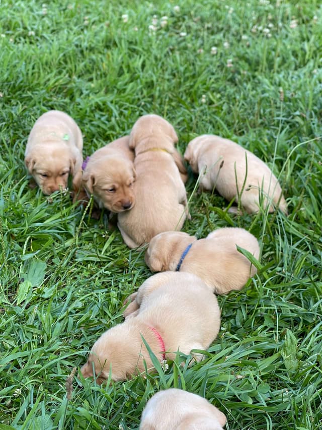 Labrador Retriever Puppies media 11