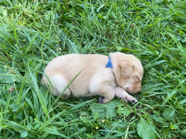 Labrador Retriever Puppies media 12