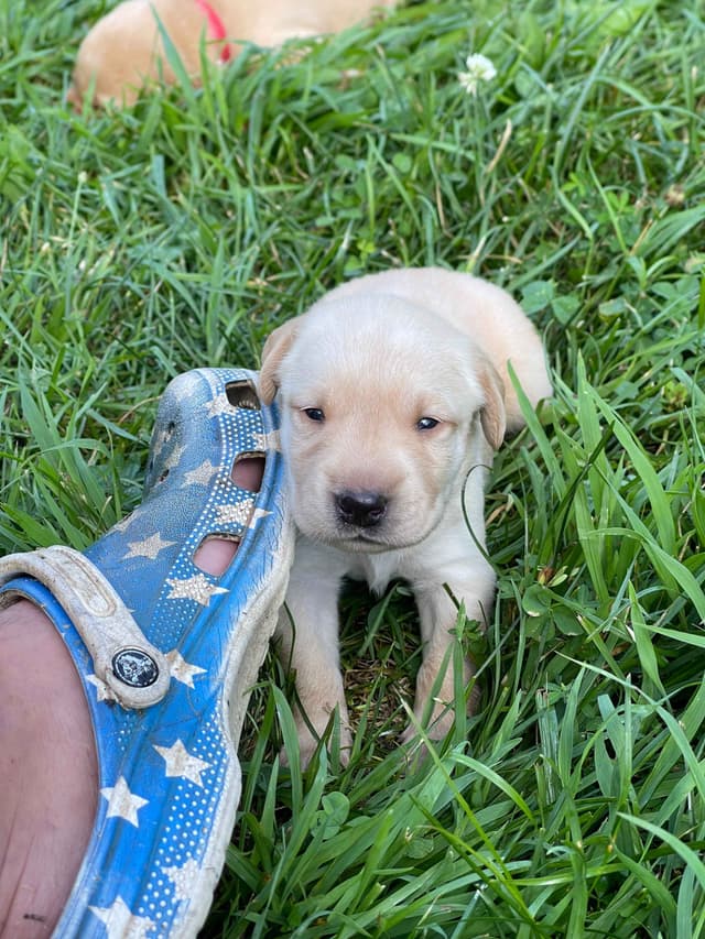Labrador Retriever Puppies media 13